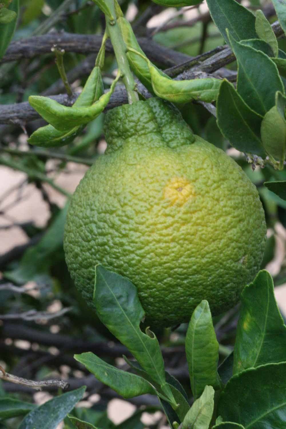            Immature fruit (Riverside, CA)   